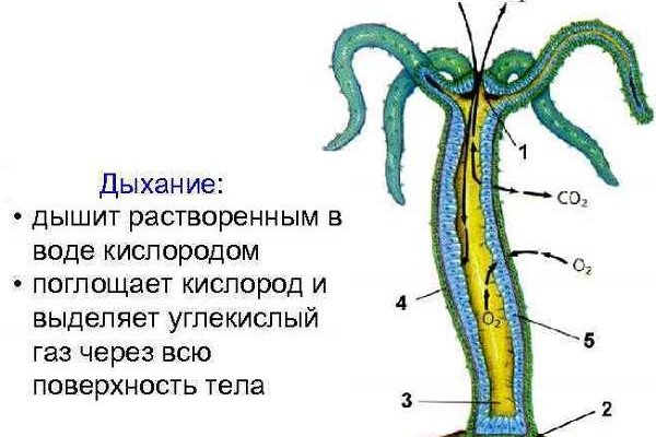 Kraken onion ссылка